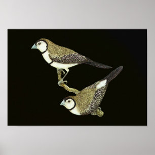 Poster Owl Finch (deux formes) - Taeniopygia bichenovii