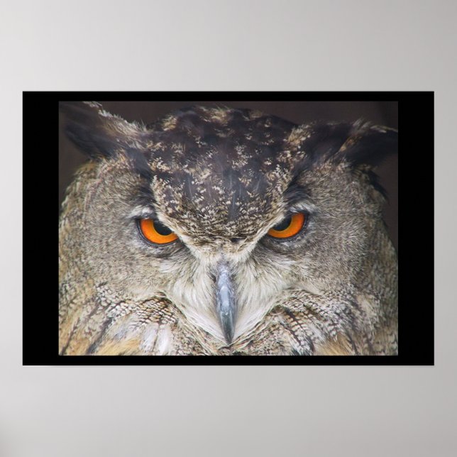 Poster Owl Uil (Devant)