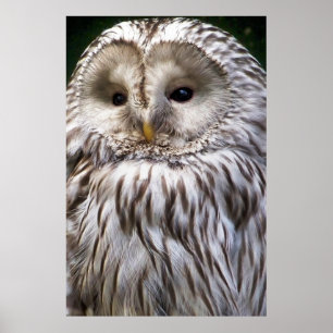 POSTER OWLS