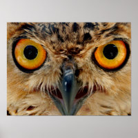 Owls Eyes
