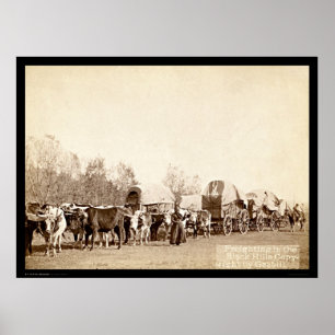 Poster Oxen Freighting In the Black Hills SD 1887