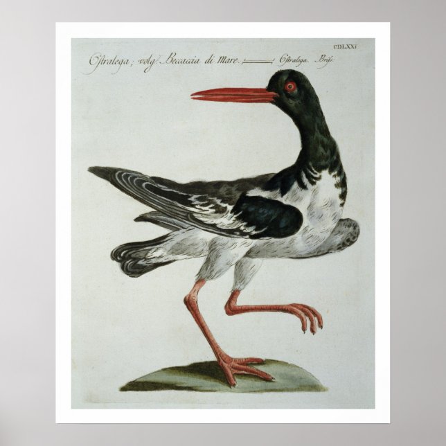 Poster Oyster Catcher, c.1767-76 (gravure à la main) (Devant)