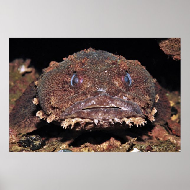 Poster Oyster Toad Portrait (Devant)