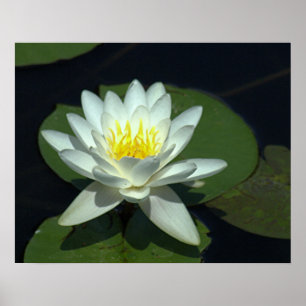 POSTER P1100646.RAW, "BLOSSOM LOTUS BLANC"