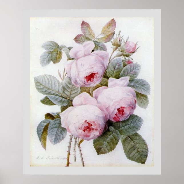 Poster P.J. Redoute Bourbon Rose (Devant)