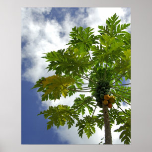 Poster Pacifique Sud, Polynésie française, Moorea.2