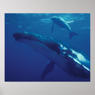 Poster Pacifique Sud, Tonga. baleine à bosse et veau