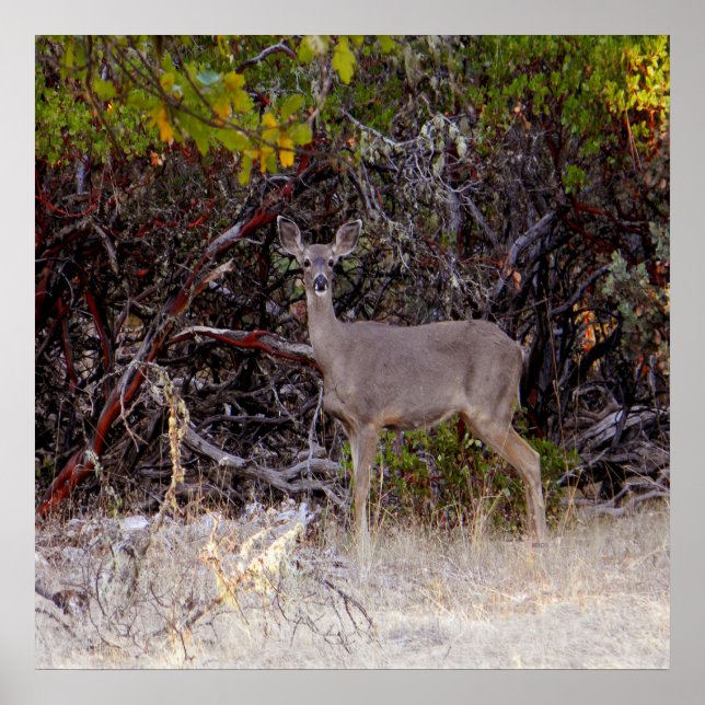 Poster Pacifiquement... (Devant)