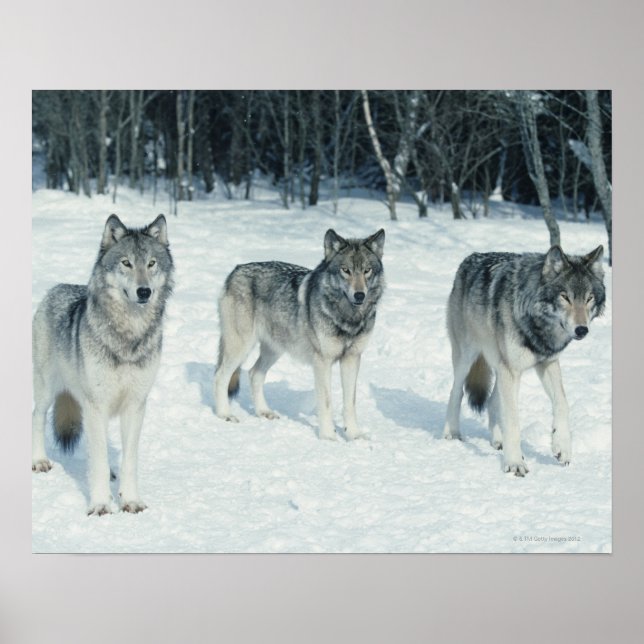 Poster Pack de loups (Devant)
