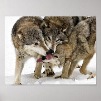 Poster Pack de loups