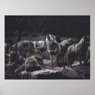 Poster Pack Wolf