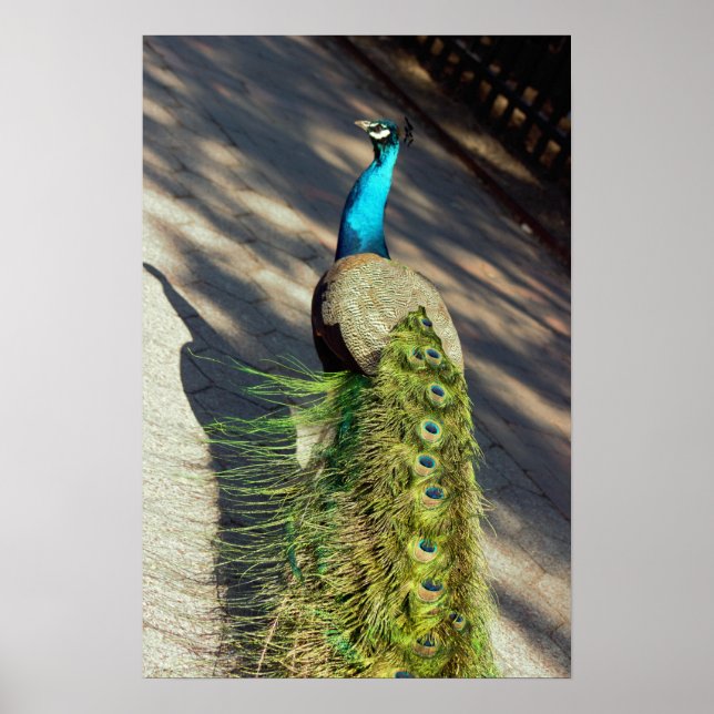 Poster Pacock (Devant)