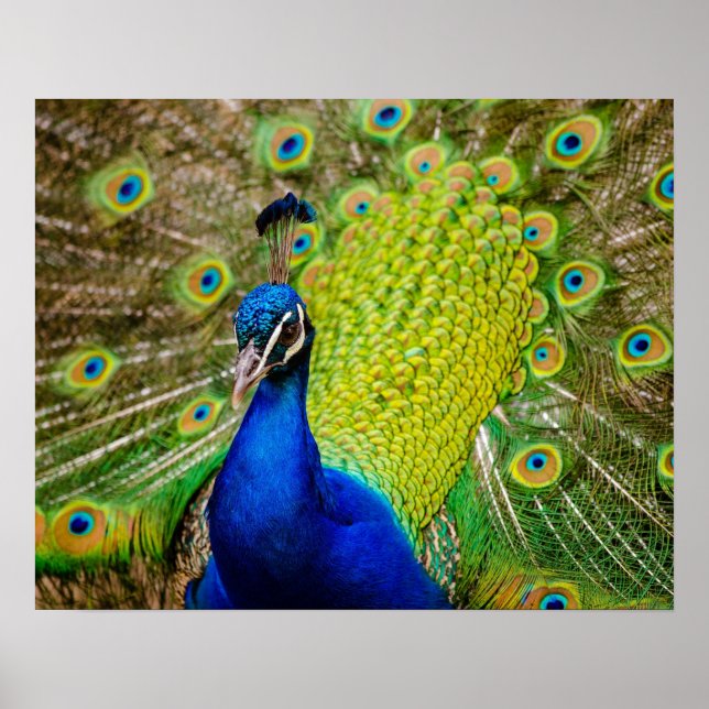 Poster Pacock (Devant)
