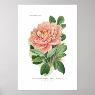 Poster Paeonia moutan (pivoine)