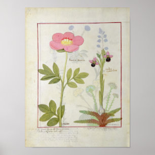 Poster Paeonia ou Peony, et Orchis myanthos