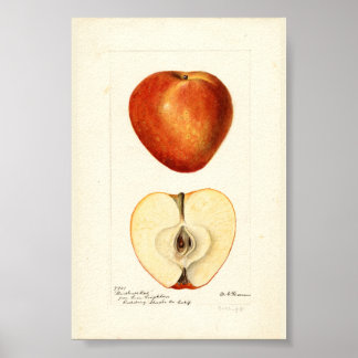 Poster Page Pomologique Aquarelle Marshall Rouge