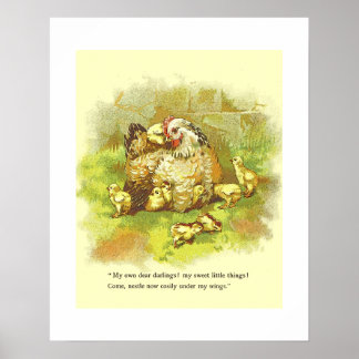 Poster Page Vieux livre d'histoire Mère Hen avec poussins