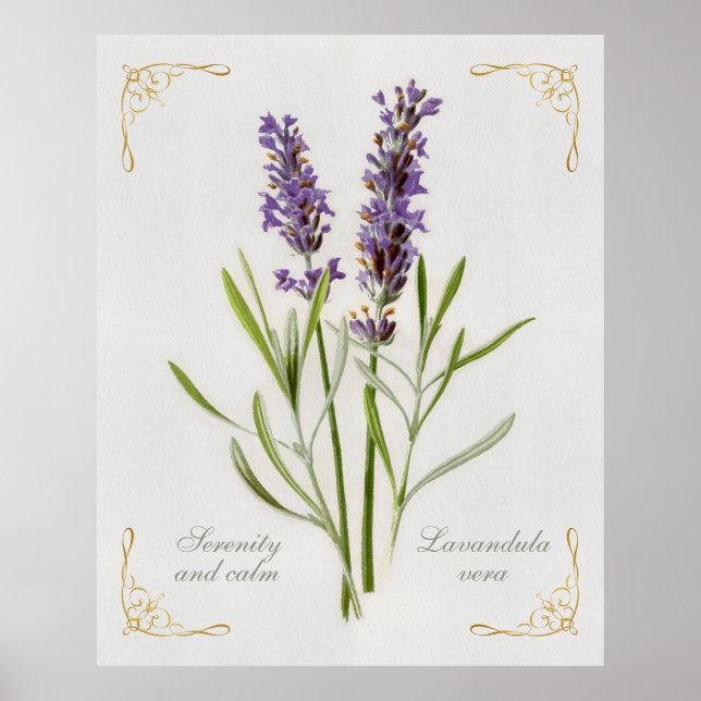 Poster Painted Lavandula Vera Serenity et Calm (Devant)