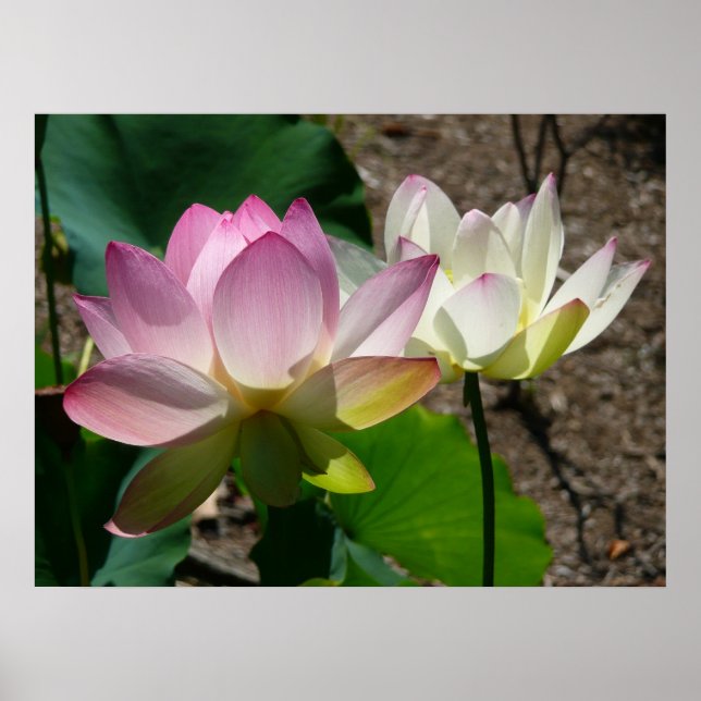 Poster Pair de Lotus (Devant)