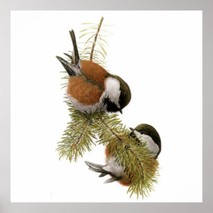 Poster Pair of Chestnut-backed Chickadee on Pine Tree