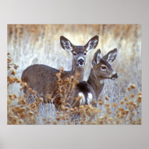 Poster Paire de cerfs de Mule sauvage Californie