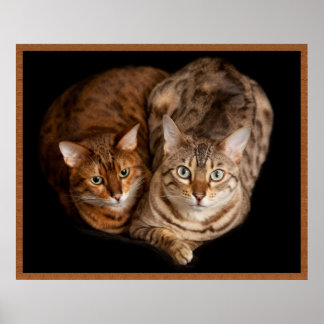 Poster Paire de chatons du Bengale