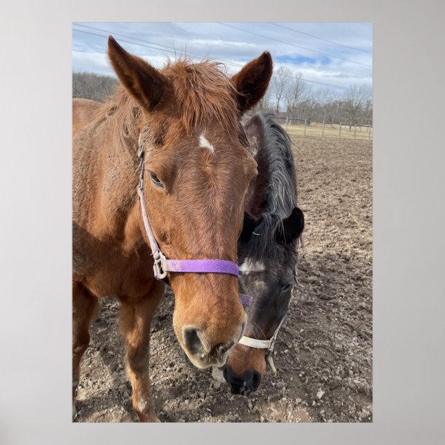 Poster Paire de cheval (Devant)