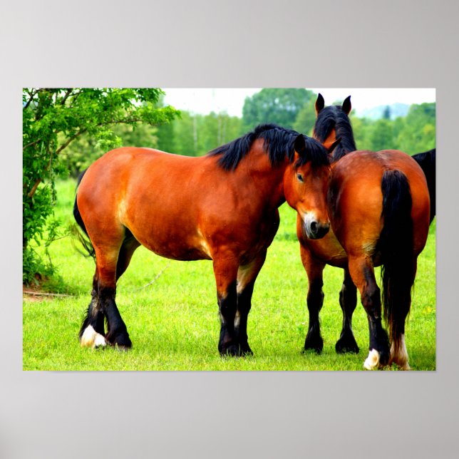 Poster Paire De Chevaux Polonais De Baie | Paysage vert (Devant)