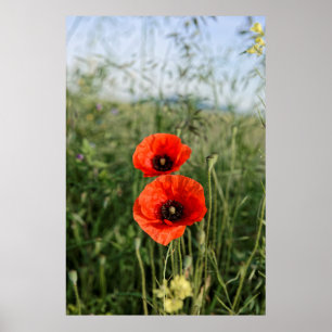 Poster Paire de coquelicots