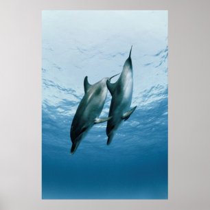 Poster Paire de dauphins
