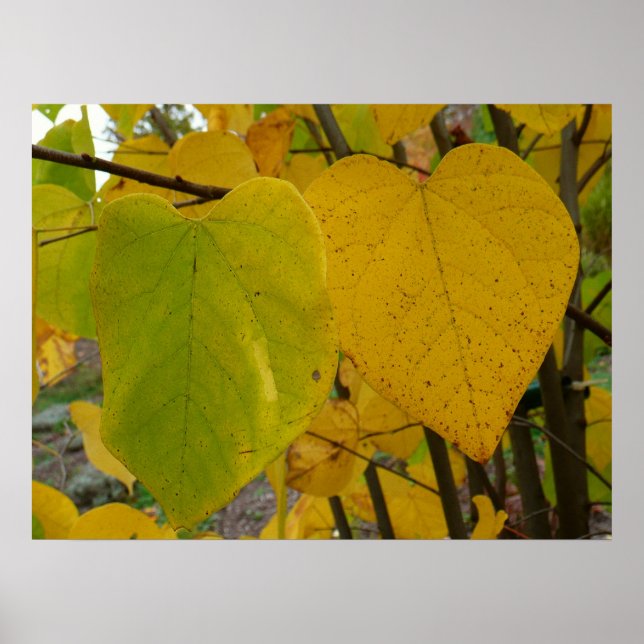 Poster Paire de Feuille Redbud Automne  photo d'automne (Devant)
