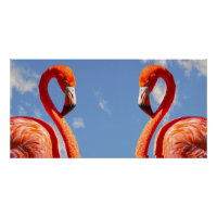 paire de flamants des Caraïbes