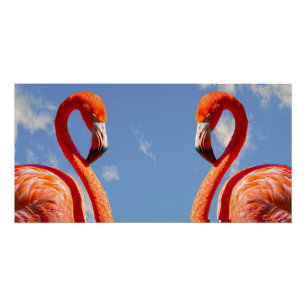 Poster paire de flamants des Caraïbes
