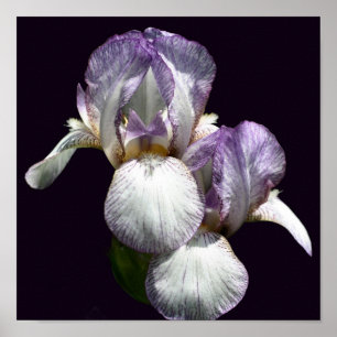 Poster Paire De Fleur Iris À Peau Violet Et Blanc