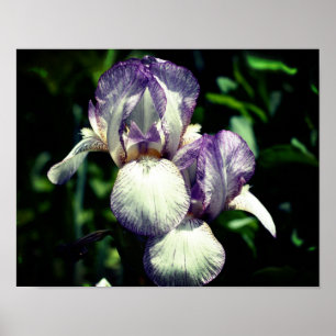 Poster Paire De Fleur Iris À Peau Violet Et Blanc