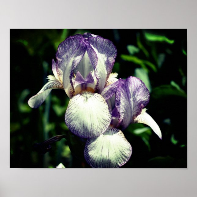 Poster Paire De Fleur Iris À Peau Violet Et Blanc (Devant)
