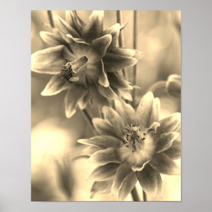 Poster Paire De Fleurs À Sepia Tint