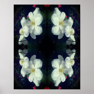 Poster Paire de fleurs Clematis blanches Abstraite