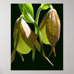 Poster Paire de fleurs de chlipse blanche orchidée