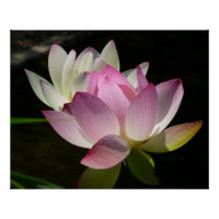 Paire de fleurs de Lotus II