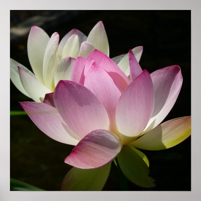 Poster Paire de fleurs de Lotus II (Devant)