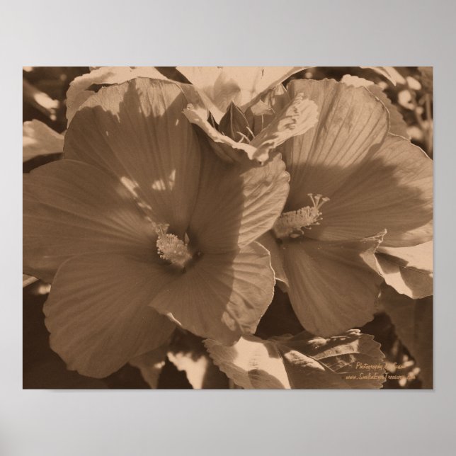 Poster Paire de fleurs de Sepia Hibiscus (Devant)