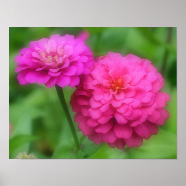 Poster Paire de fleurs rose Zinnia (Devant)