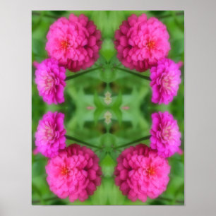 Poster Paire de fleurs rose Zinnia Abstrait
