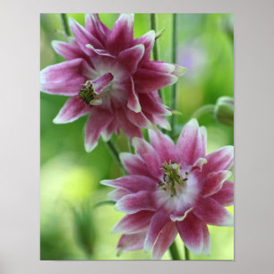 Poster Paire de fleurs rouges et blanches