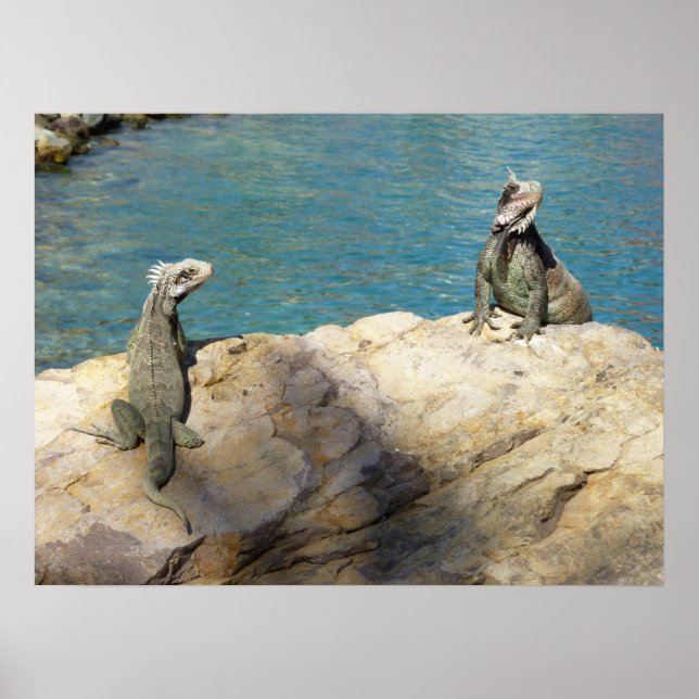 Poster Paire de Iguanas Photographie de la faune tropical (Devant)