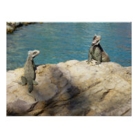 Paire de Iguanas Photographie de la faune tropical