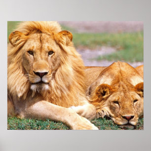 Poster Paire de lions d'Afrique, Panthera leo, Tanzanie