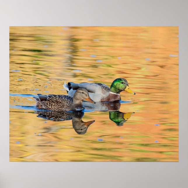 Poster Paire de Mallards (Devant)