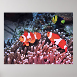 Poster Paire de poisson clown